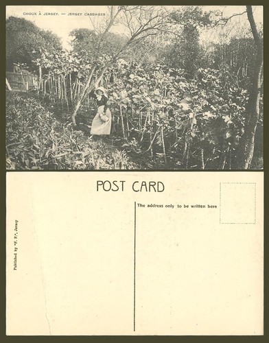 Jersey cabbages old postcard - jersey,