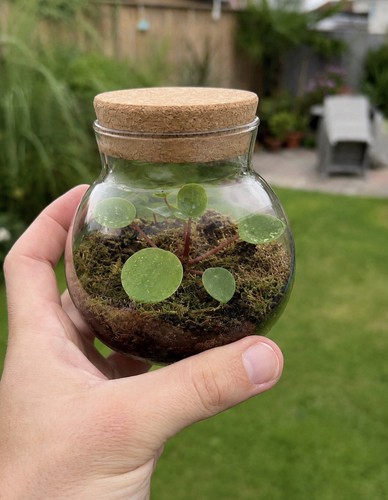 Mini closed terrarium - closed, live