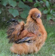 12 Silkie Fertile Hatching