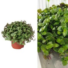 Callisia repens Turtle Vine in 11cm Pot - Purple Green Trailing Indoor Plant