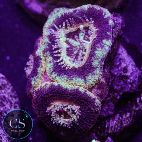 Firestar asian acan - asian,