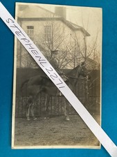 Pre WW1 SOLDIER POSS CURRAGH COUNTY KILDARE EIRE Nr Newbridge Naas Dublin