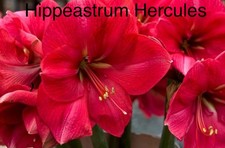 “SALE” Hippeastrum