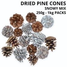 Dried Pine Cones & Cone