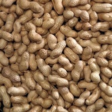 PEANUTS IN SHELLS monkey nuts