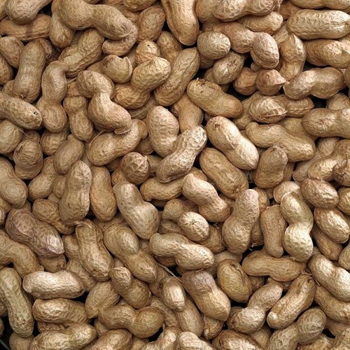 Peanuts shells monkey nuts - peanuts,