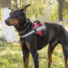 Power Harness Model Julius K9