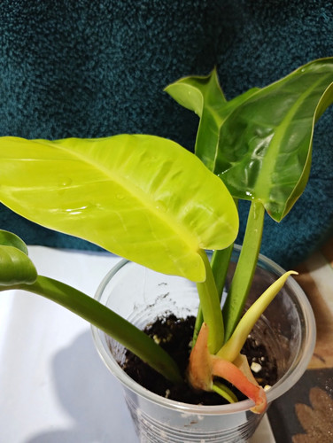 Philodendron moonlight potted - philodendron,