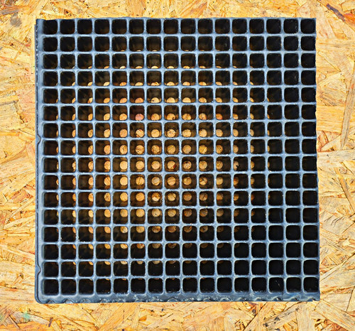 256 cells rigid - 256, seed