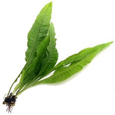 Microsorum pteropus Large Java Fern Live Aquarium Plants Tropical Fish K2AQUA