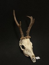 Roe deer horns. Antlers