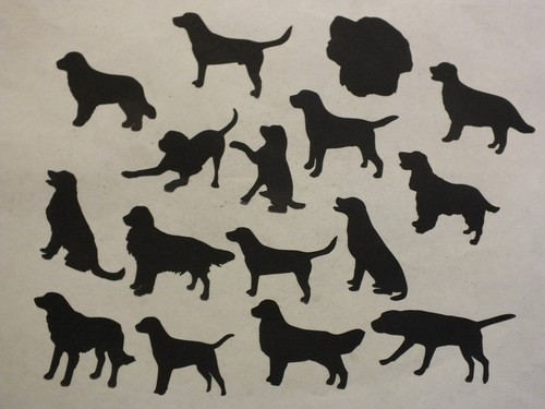 Labrador retriever spaniel - 9,