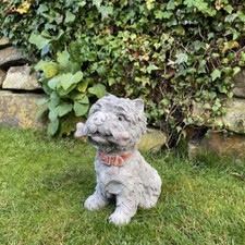 Small Westie Terrier chewing