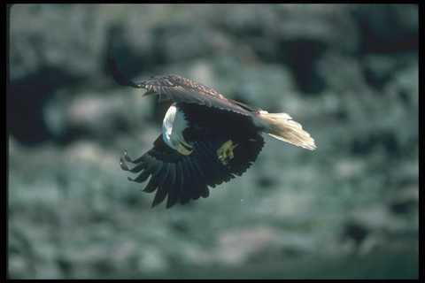 135090 bald eagle eating - bald,