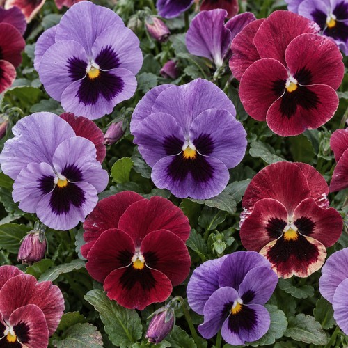 Pansy sunrise mix winter - pansy,