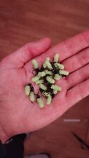 3 x chartreuse micro bug mop flies with black bead size 10