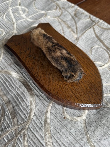 Taxidermy fox paw - fox,