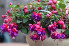 Fuchsia Plants 'Dark Eyes' - 1