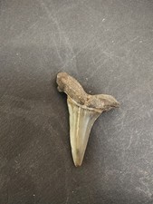 Fossilised Sharks Teeth set of