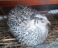 Quail eggs Dozen Pearl Fee