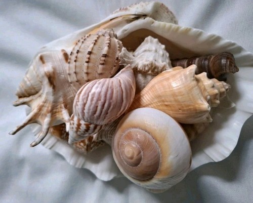 Real sea shells home - real, shells/home