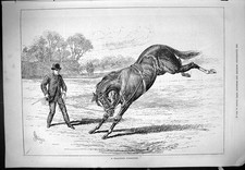 Old Antique Print Fractious