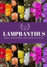 Lampranthus (Ice Plants)