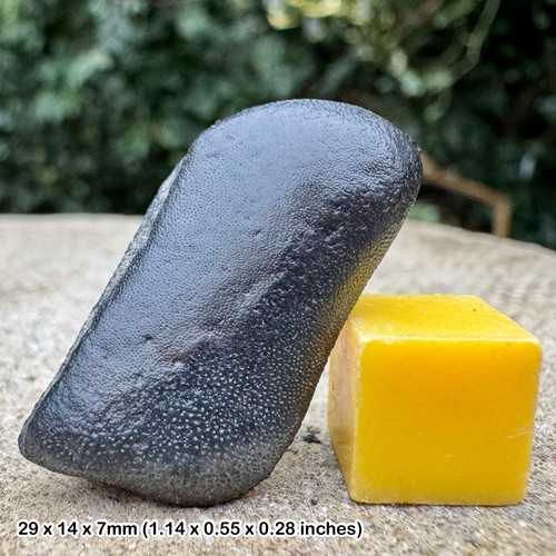 Rare astracanthus magnus - rare,
