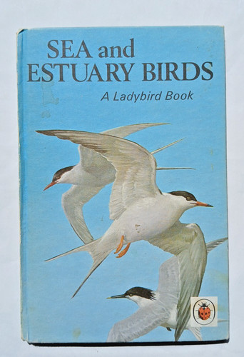 Ladybird sea and estuary - sea,