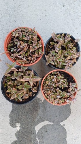 Kalanchoe small plants