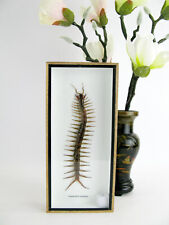 Huge Cendipede - Scolopendra morsitans - It Couldn't Get Bigger - In 3D Box