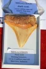 WOW, Genuine MEGALODON SHARK