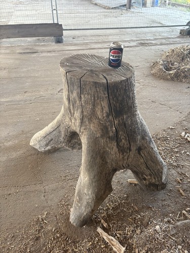 Decorative natural ash tree