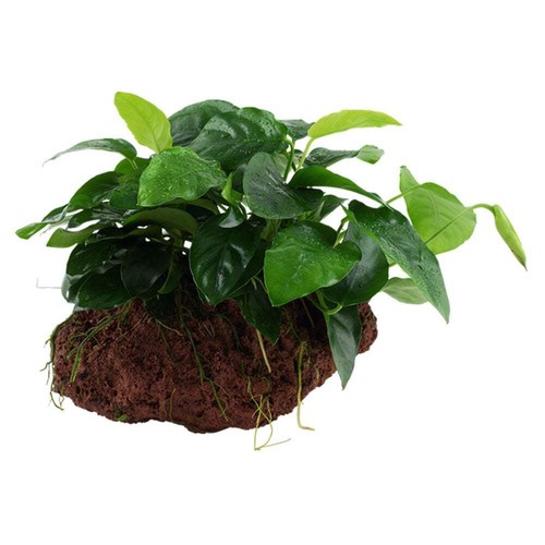 Tropica anubias barteri var - tropica,