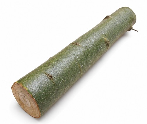 100cm hardwood mushroom - mushroom, |