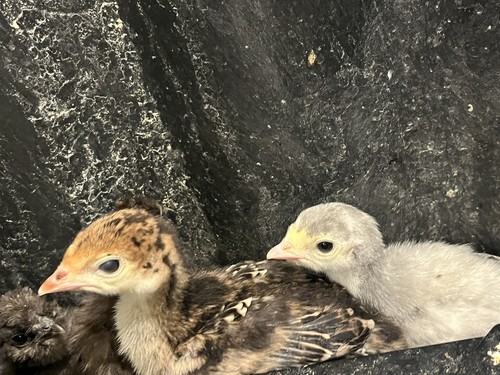 Turkey hatching eggs - turkey,