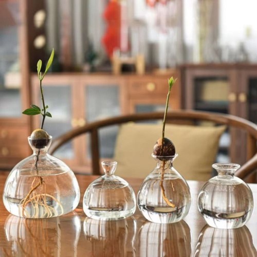 Transparent avocado plant - avocado,