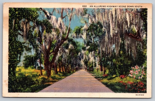 Spanish moss vintage postcard - spanish,
