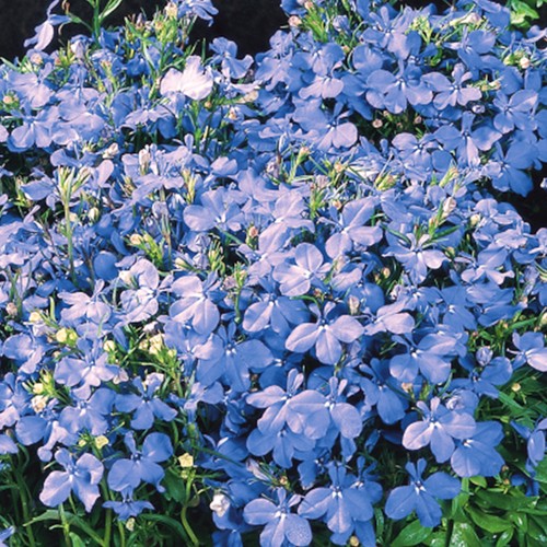 Lobelia fountain light blue - lobelia,
