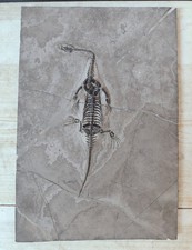 Natural Keichousaurus Skeleton