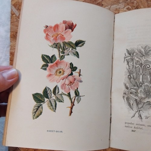 Familiar wild flowers - familiar, 5th