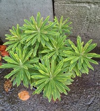 Euphorbia Ascot Rainbow 2 litre pot, Good Sized Plant, Hardy Perennial.