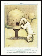 Sealyham Woggles Foolhardiness