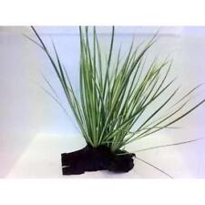 Japanese Rush on Bogwood - Tropical Water Live Aquarium Plants