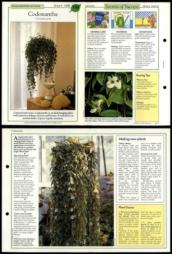 Codonanthe 132 unusual - codonanthe, #132