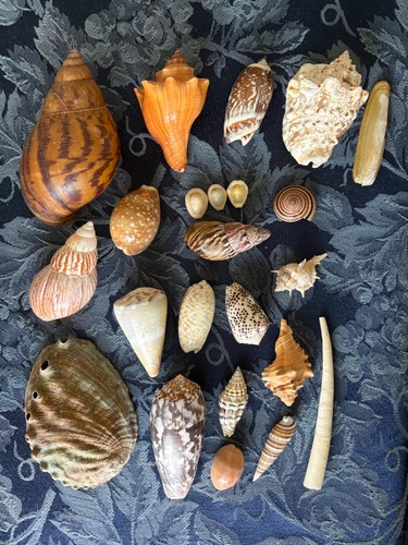 Medley sea shells - of,