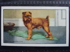THE GRIFFON BRUXELLOIS Dogs 'A' Series by Gallaher Ltd 1936