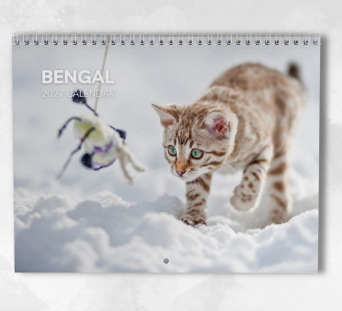 Bengal cat calendar - calendar, 2027