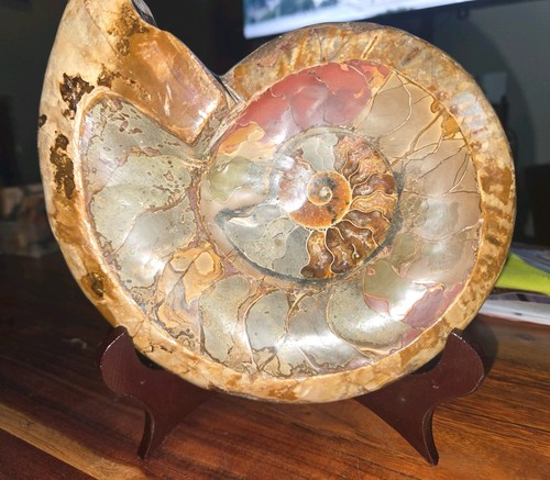 Large polished prehistoric - polished,