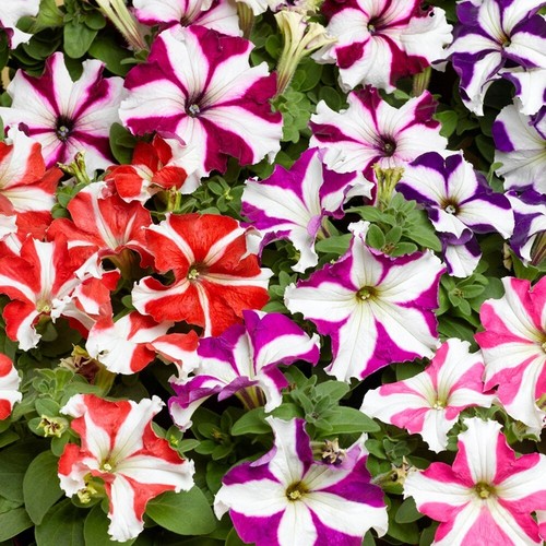 Mixed star petunia - 50, seeds
